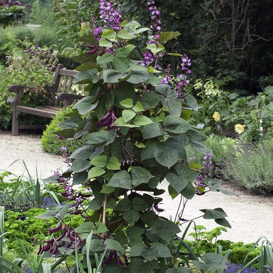 Outsidepride 200 Seeds Perennial Green Dolichos Lablab Hyacinth Bean Vine & Flower Seed for Planting