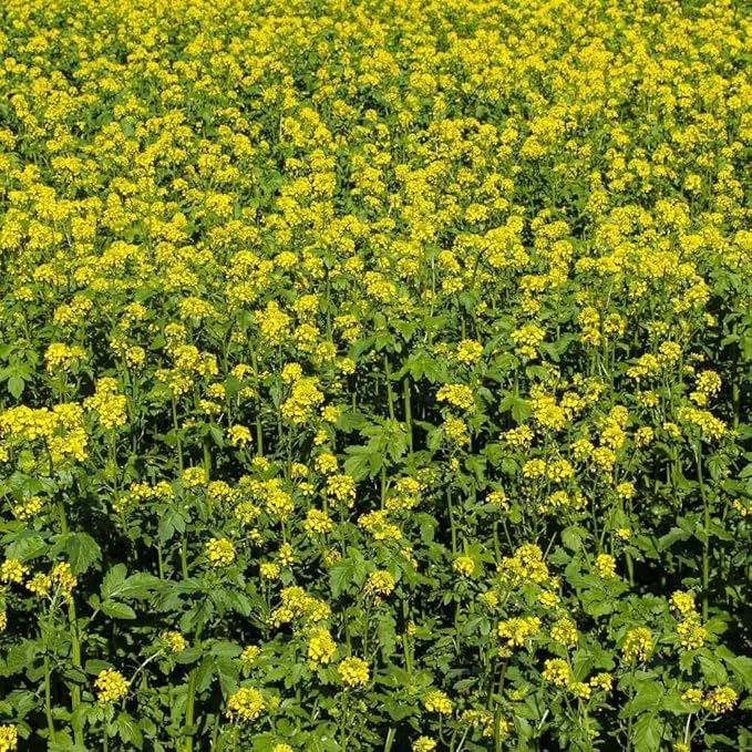 Outsidepride 50 lb. Seeds Annual White Mustard Cover Crop Seed for Planting