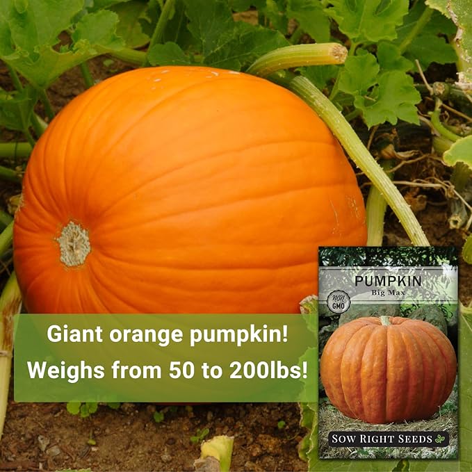 Sow Right Seeds - Big Max Pumpkin Seeds for Planting - Non-GMO Heirloom Packet with Instructions to Plant a Home Vegetable Garden - Decorative Autumn Variety for Carving - Giant Fast Growing (1)