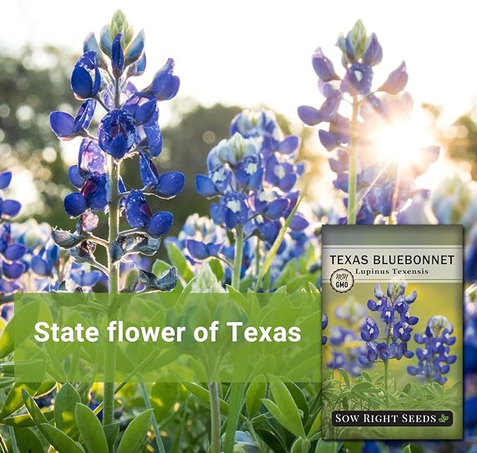 Sow Right Seeds - Texas Bluebonnet Seeds to Plant - Non-GMO Heirloom Seeds -Full Instructions for Planting - Beautiful Perennial Blue Blooms -Sweet Addition to Your Yard (4)