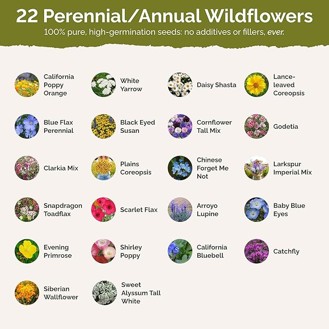 Eden Brothers California Wildflower Mixed Seeds for Planting, 1/4 lb, 120,000+ Seeds with Black Eyed Susan, Shasta Daisy | Attracts Pollinators, Plant in Spring or Fall, Zones 3, 4, 5, 6, 7, 8, 9, 10