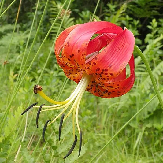 Turk's Cap Lily Seeds Lilium Superbum Elegant and Distinct Appearance Hardy Perennial Plant Low-Maintenance Attractive to Pollinators for Garden Beds, Borders Outdoor 25Pcs by YEGAOL Garden