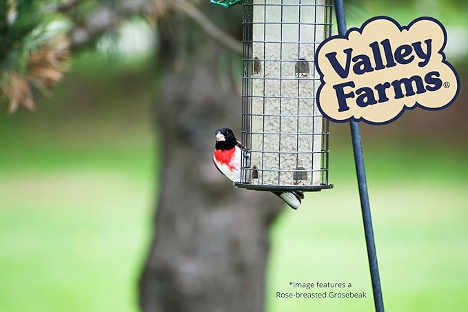 Valley Farms Safflower Seed Wild Bird Food (4 LB) Birdseed for Outside Feeders to Attract Cardinals, Titmice & Grosbeaks