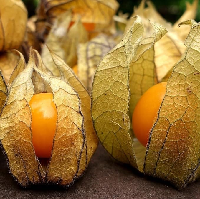 Seeds Ground Cherry (Cape Gooseberry, Goldenberry) Orange Physalis Vegetable for Planting Non GMO
