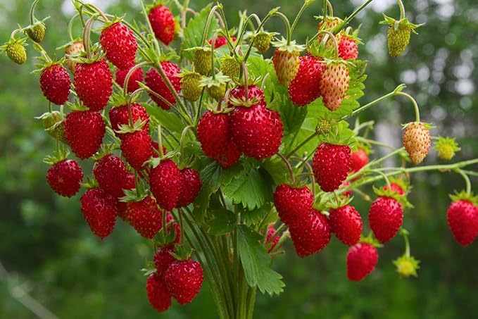 Seeds Fruit Alpine Strawberry Four Seasons Red Everbearing Non GMO for Planting - 100 Seeds