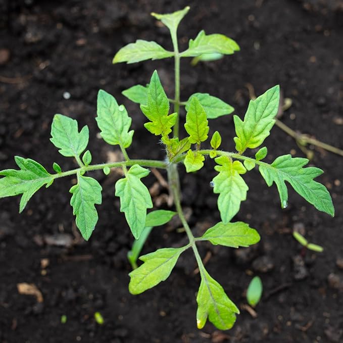 Seed Needs Tiny Tim Tomato Seeds for Planting - Non-GMO, Heirloom & Untreated - Organically Grow an Outdoor Vegetable Garden - Dwarf Plants Produce Cherry Tomatoes (2 Packs)