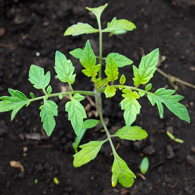 Seed Needs Tiny Tim Tomato Seeds for Planting - Non-GMO, Heirloom & Untreated - Organically Grow an Outdoor Vegetable Garden - Dwarf Plants Produce Cherry Tomatoes (1 Pack)