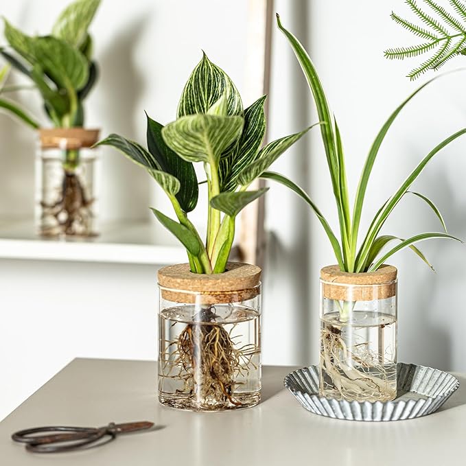Glass Propagation Stations for Plants -Desktop Flower Vases,Propagation Flower Vases Set – 2 Sizes Planter Propagated Jars ,for Plant Cuttings,for Living Room, Bedroom Decoration,Home,Office Decor(8)