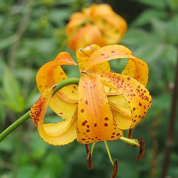 Turk's Cap Lily Seeds Lilium Superbum Elegant and Distinct Appearance Hardy Perennial Plant Low-Maintenance Attractive to Pollinators for Garden Beds, Borders Outdoor 25Pcs by YEGAOL Garden