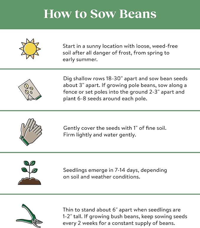 Burpee Early Italian Bush Bean Seeds 2 ounces of seed