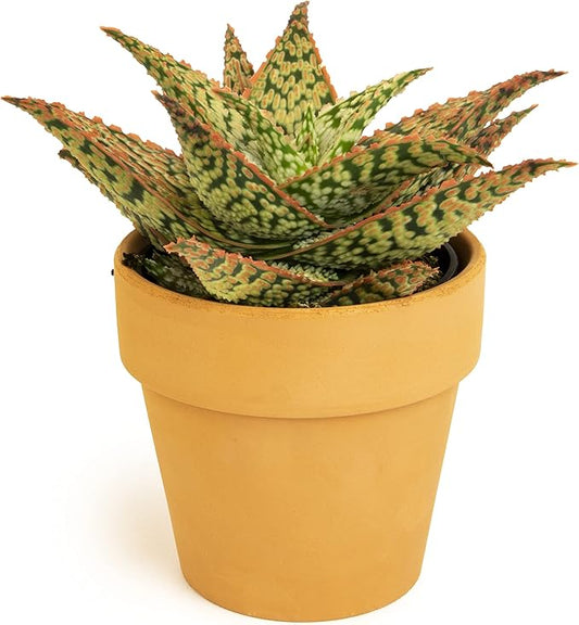 Live Aloe Plant Succulents, Star Aloe Plants Live in Clay Pots for Plants, Succulents Plants Live in Potting Soil, Potted Succulents Live Plants, Cactus Plants Live Succulent Plants by Plants for Pets