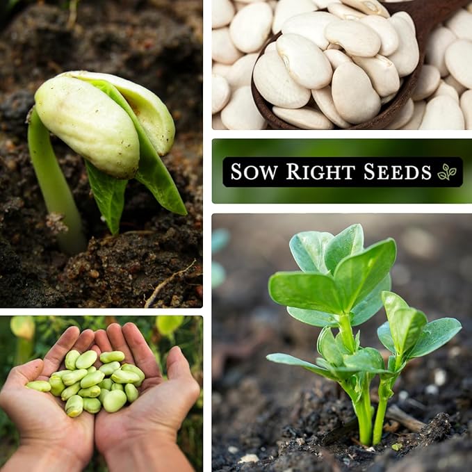 Sow Right Seeds - Bulk Fordhook Lima Bush Bean Seeds for Planting - 2 Ounce, 55 Seeds - Non-GMO Heirloom Jumbo Pack with Instructions to Plant an Outdoor Home Vegetable Garden - Bountiful Harvest