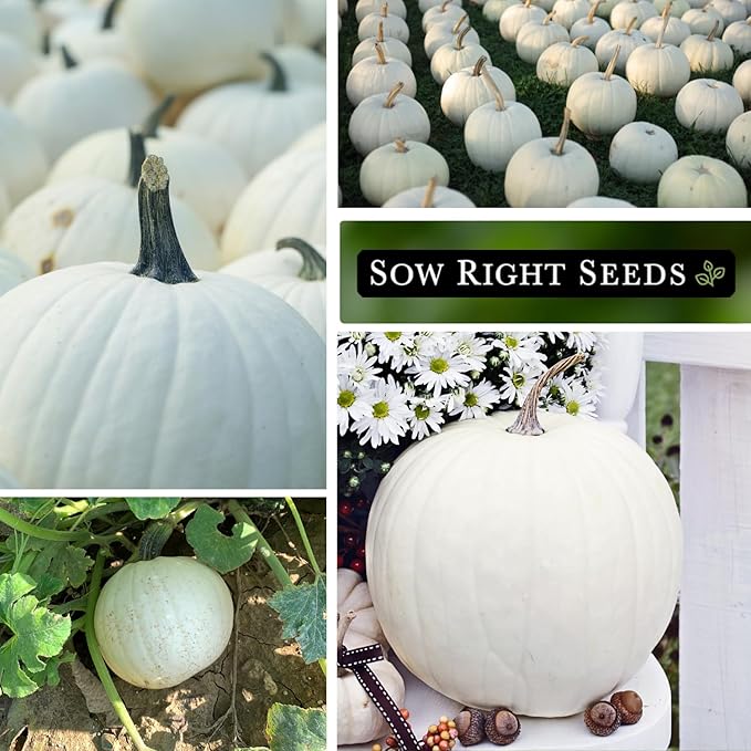 Sow Right Seeds - Casper Pumpkin Seed for Planting - Non-GMO Heirloom Packet with Instructions to Plant a Home Vegetable Garden - Striking White Variety - Autumn Decor or Unique Jack o Lanterns (1)