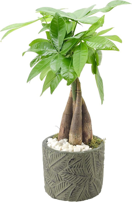 Arcadia Garden Products LV50 Money Tree, Live Indoor Plant in Tropico Leaf Ceramic Planter for Home, Work, or Gift, Green