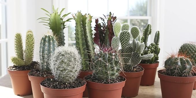 Costa Farms Cactus Live Indoor Plants, Cactus Décor 7 to 10-Inches Tall 10-Inches Tall, Assortment, Fresh From Our Farm