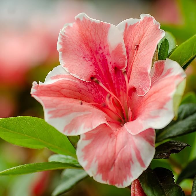 2 Gallons Encore Azalea Autumn Sunburst Azalea