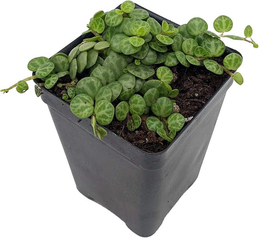 String of Hearts/Turtles/Peace Sign/Cross - Peperomia prostrata- 2.5" Pot