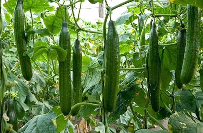 Seeds Cucumber Chinese Miracle Long Heirloom Vegetable Non GMO (20 Seeds)