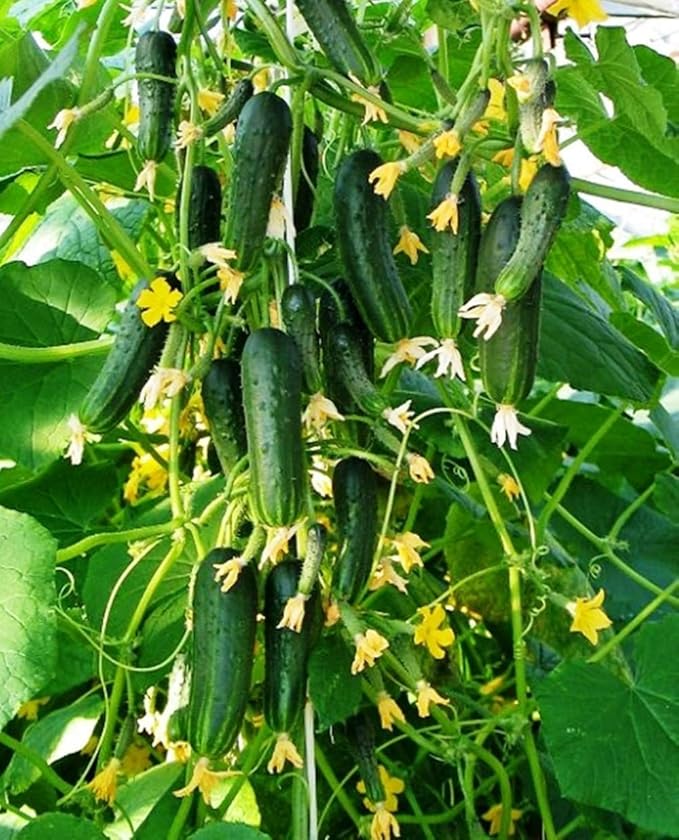 Seeds Vegetable Indoor Cucumber F1 Self-Pollinating All Seasons Vine Plant for Pickling - 10 Seeds