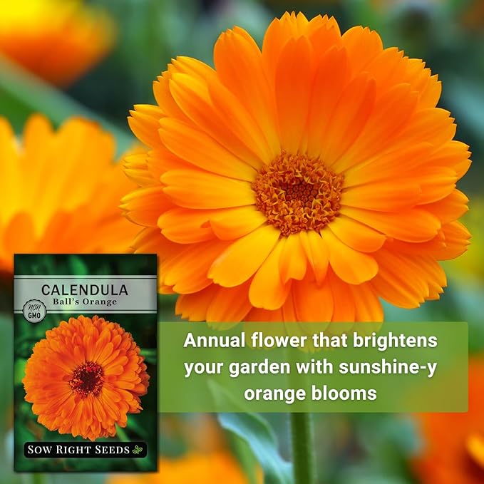 Sow Right Seeds - Ball’s Orange Calendula Seeds for Planting - Non-GMO Heirloom Packet with Instructions to Plant a Home Garden - Medicinal Orange Blooms That Pollinators Love - Grow Herbal Tea (1)