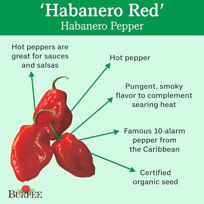 Burpee Habanero Red Organic Hot Pepper Seeds 75 seeds