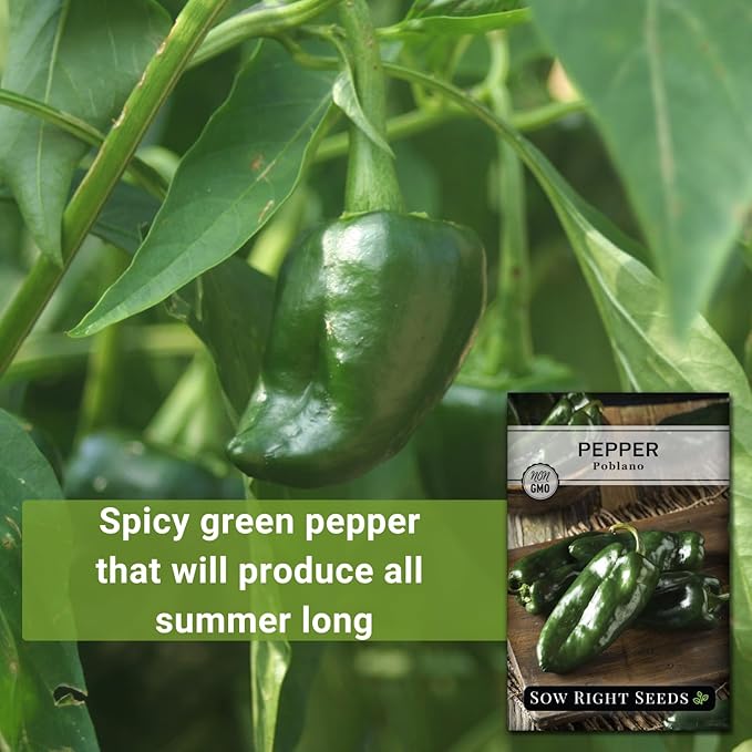 Sow Right Seeds - Poblano Pepper Seeds for Planting - Non-GMO Heirloom Packet with Instructions to Plant a Home Vegetable Garden - Hot Ancho Chile Variety to Grow, Spicy and Abundant (3)