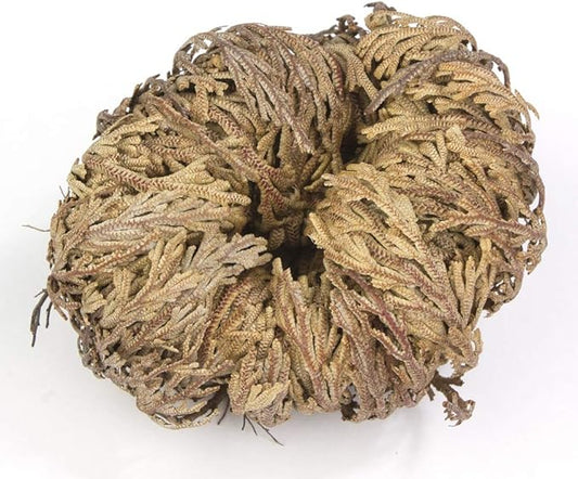 Incense Garden Rose of Jericho Flower The Resurrection Plant (6 Roses)