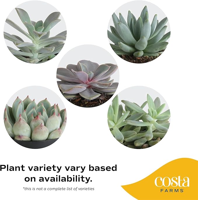 Costa Farms Echeveria Succulents Fully Rooted Live Indoor Plant 6-Inches Tall, in Grower Pot, 3-Pack