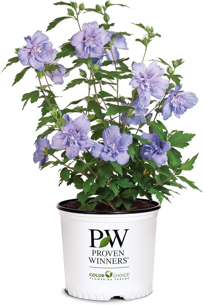 2 Gallon Proven Winners Blue Chiffon Hibiscus Shrub