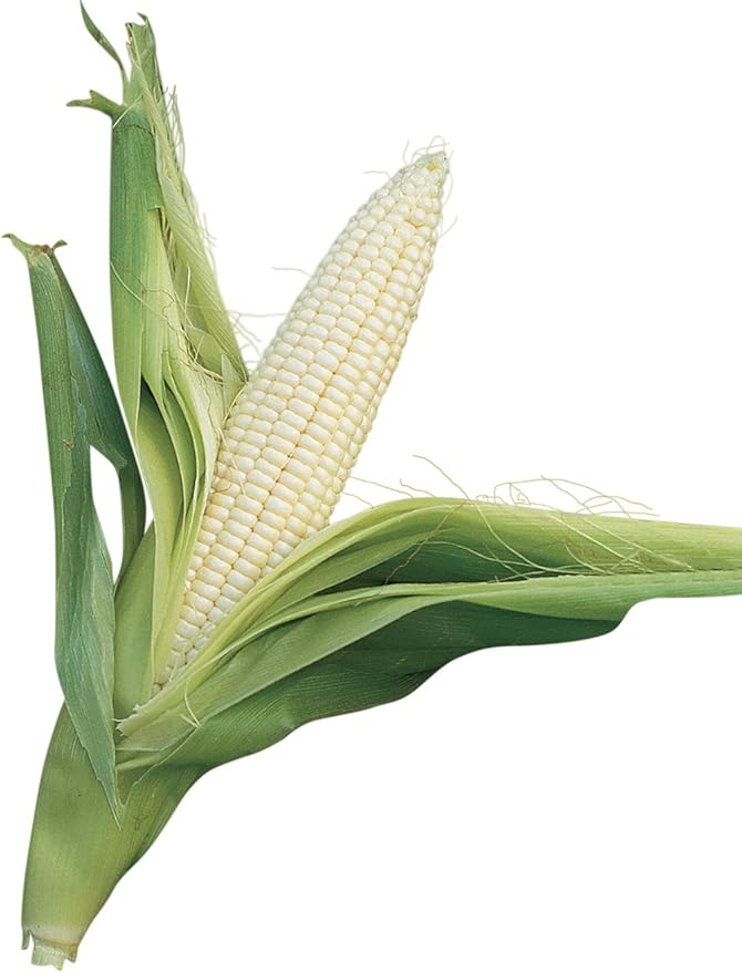 Burpee Silver Queen Sweet Corn Seeds 200 seeds