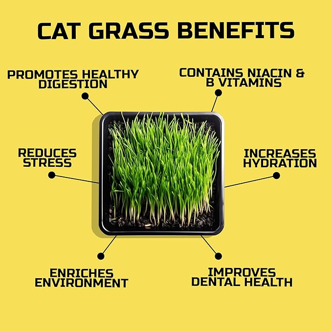 CATGRASS Seeds | Non GMO | Grown in USA | from Our Farm to Your Home (1POUND(16oz))