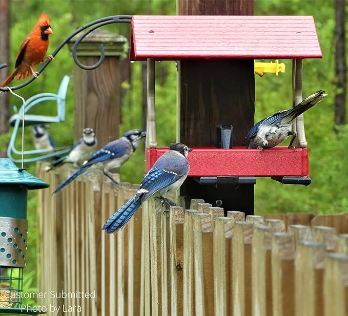 JCS Wildlife Medium Poly Fly-Thru Bird Feeder w/Removable Seed Tray - Holds 4 Cups of Bird Seed to Attract Cardinals, Chickadees, and More Backyard Birds (Red and Tan)