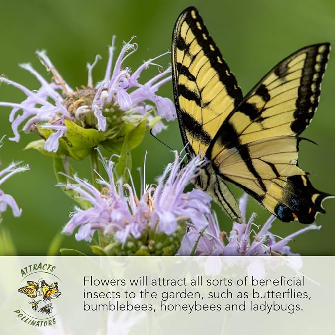 Seed Needs, Sunset Blend Sunflower Seeds - 150 Heirloom Seeds for Planting Helianthus annuus - Annual Flower to Grow a Butterfly Garden & Attract Pollinators, Makes a Great Cut Flower (Small Pack)