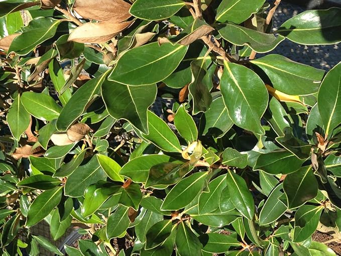 PERFECT PLANTS 2-3 FT Little Gem Magnolia Tree, White