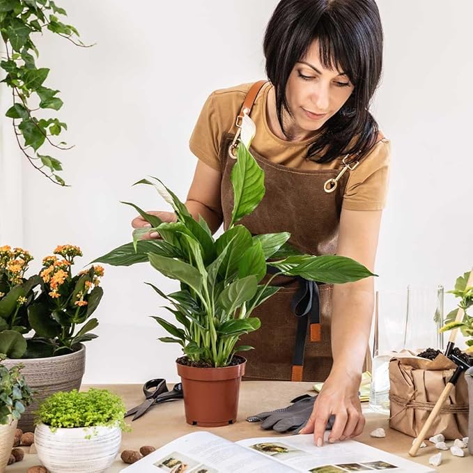 American Plant Exchange Spathiphyllum Peace Lily Live Plant, Indoor Flowering Houseplants, 4-Inch Pots, 2 Pack, Pot Covers, Easy Care, Low Light, Perfect for Housewarming, Sympathy, or Party Gifts