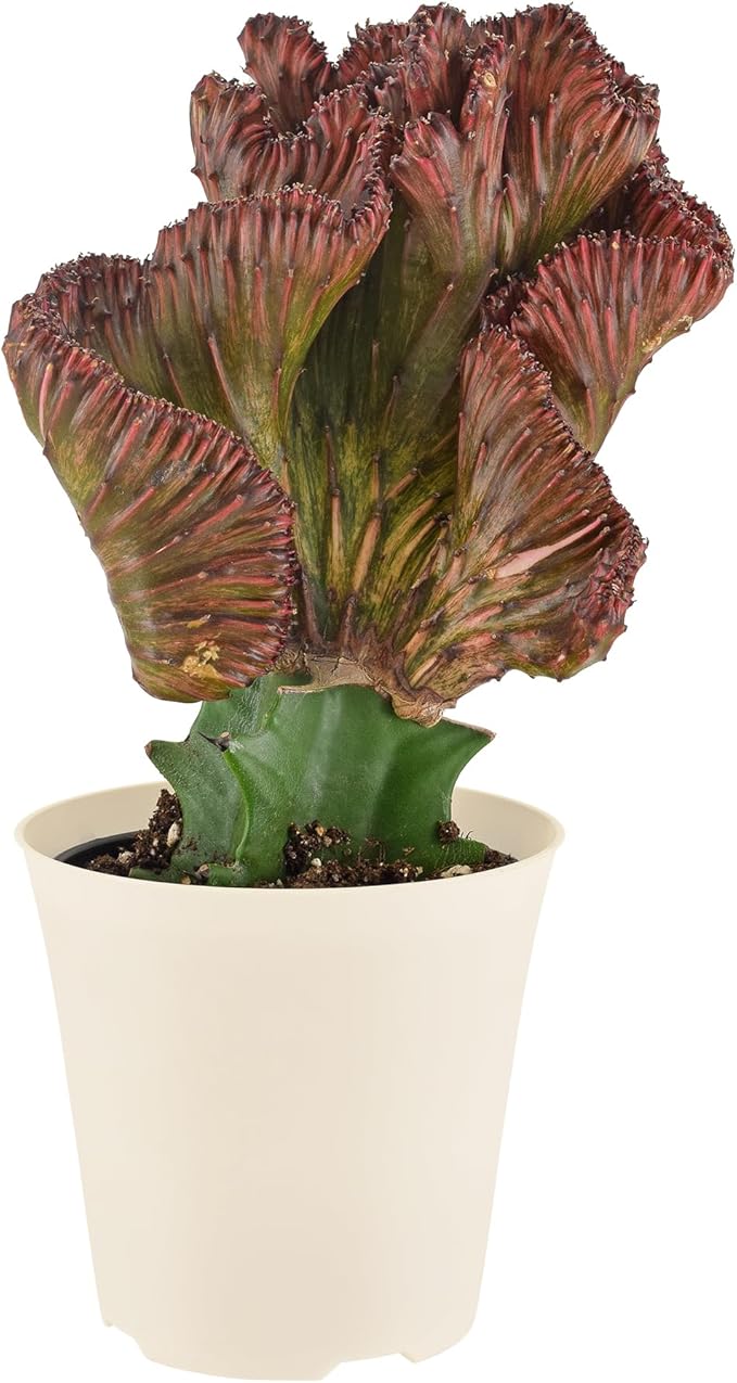 Arcadia Garden Products Live Mermaid Tail Cactus Indoor Houseplant in Plastic Pot, Euphorbia lactea Cristata Crested Coral Succulent Plant Gift for Home and Garden Decor, 4-inch, Red
