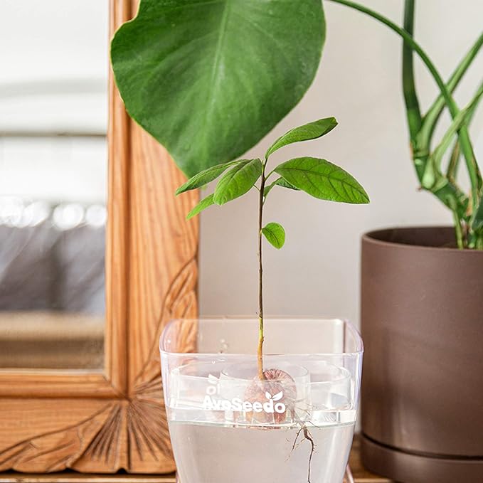 Avocado Tree Growing Kit, Clear, Practical Gifts for Women, Mom, Sister & Best Friend, Plant Indoors with Novelty Pit Grower Boat & Kitchen Garden Seed Starter