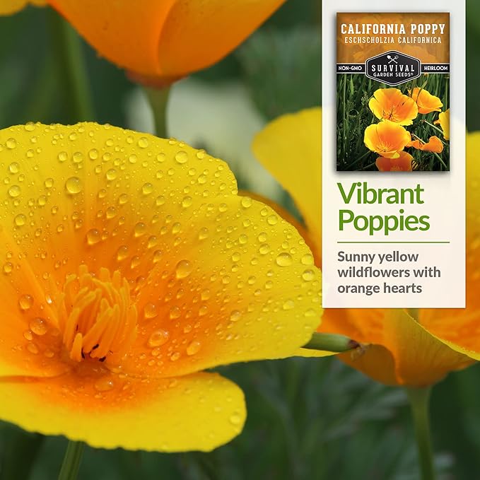 Survival Garden Seeds 2 Packets California Poppy for Planting - Seed Packs with Instructions to Grow Eschscholzia Californica Plants in Your Home Flower Garden - Non-GMO Heirloom Wildflower Variety