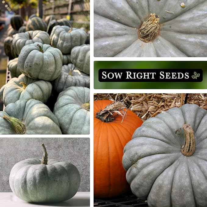 Sow Right Seeds - Jarrahdale Pumpkin Seeds for Planting - Non-GMO Heirloom Packet with Instructions to Plant & Grow an Outdoor Home Vegetable Garden - Unique Grey Blue Variety - Fall Decor (1)