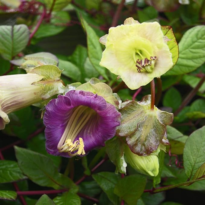 Outsidepride 100 Seeds Perennial Cobaea Cup & Saucer Vine Flower Seed Mix for Planting
