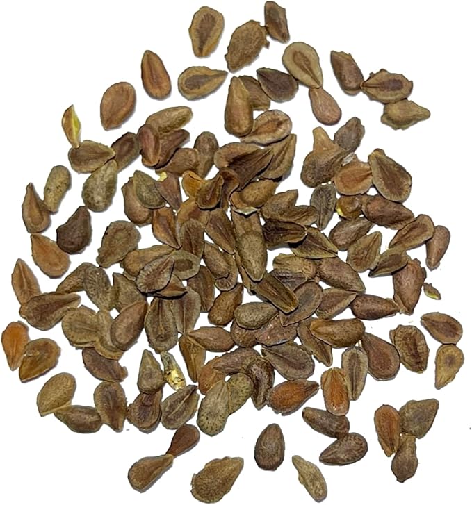 Seed Needs Orange Butterfly Milkweed Seeds for Planting - Heirloom & Untreated - Grow a Butterfly Garden to Attract Monarch Butterflies & Pollinators (5 Packs)