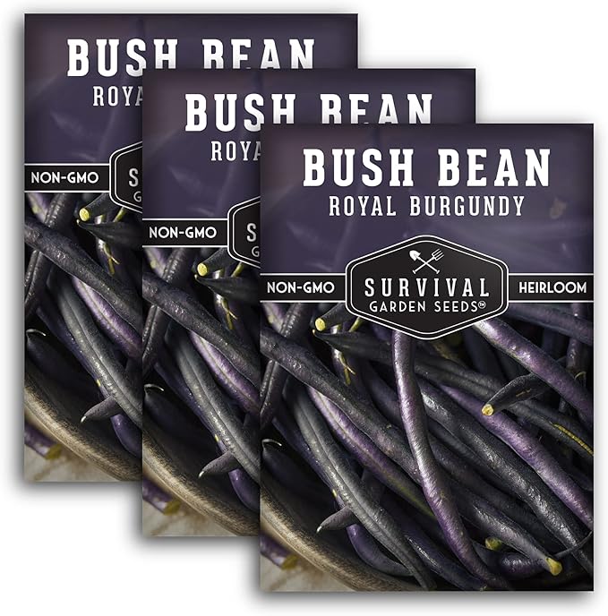 Survival Garden Seeds - Royal Burgundy Bean Seed for Planting - 3 Packs with Instructions to Plant and Grow Stringless Purple Bush Beans in Your Home Vegetable Garden - Non-GMO Heirloom Variety