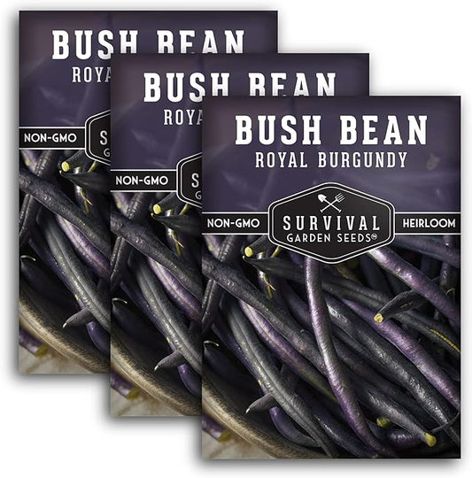 Survival Garden Seeds - Royal Burgundy Bean Seed for Planting - 3 Packs with Instructions to Plant and Grow Stringless Purple Bush Beans in Your Home Vegetable Garden - Non-GMO Heirloom Variety