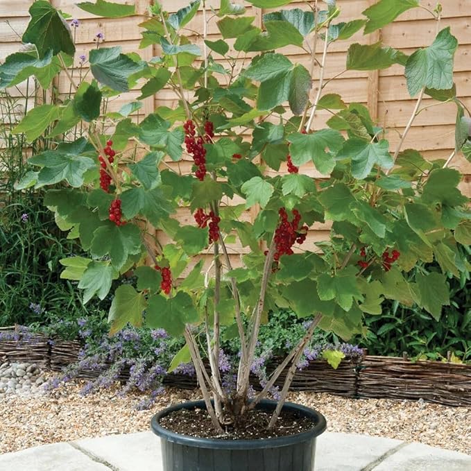 Premium Currant Plant Potting Soil Mix - Optimal Nutrient-Rich Blend for Thriving and Juicy Currants - 20 Quart
