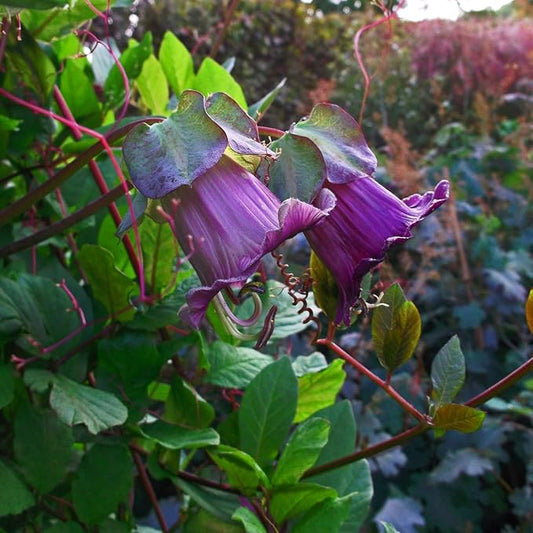 Outsidepride 100 Seeds Perennial Violet Cobaea Cup & Saucer Vine Flower Seeds for Planting
