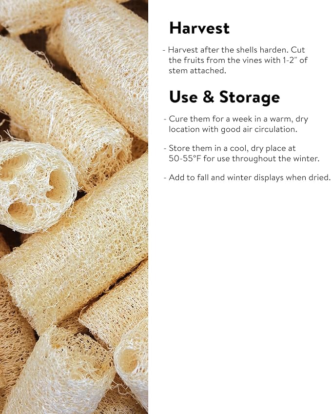 Burpee Ornamental Big Gourds Mix Gourd Seeds 25 seeds