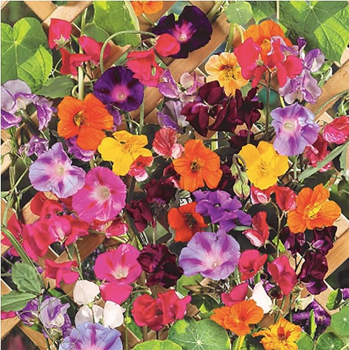 Climbing Vines Seeds - Colorful Mixture of Morning Blooming Vine, Nasturtium, Black Eyed Susan Vine and Sweet Pea Vines Seeds