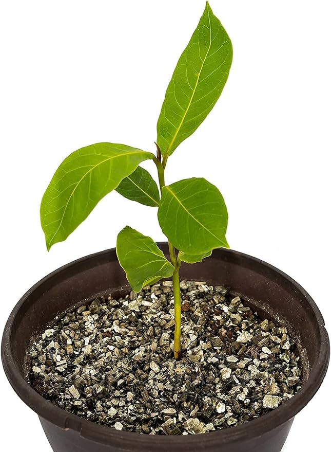 Horticultural Organic Vermiculite by GARDENERA - (Made in Ukraine) - Medium Grade - Natural Soil Additive for Potted Plants, Orchids, Hydroponics, Terrariums (5 Quart)