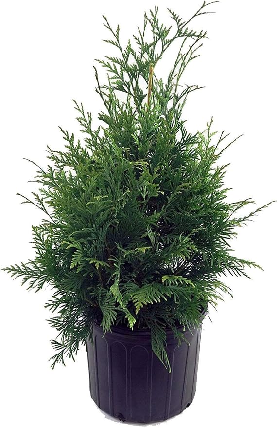 Green Promise Farms ENTHGG03 Live Plant Thuja-X Green Giant Evergreen (Western Arborvitae), 3 Gallon
