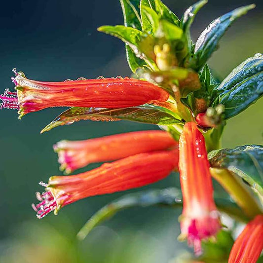 YEGAOL Garden 15Pcs CUPHEA Seeds Cigar Plant Firecracker Plant Cuphea Ignea Perennial Annual Deer Resistant Non-GMO Flower Seeds Potted Garden Plant